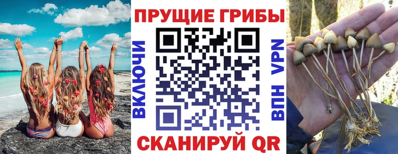 Псилоцибиновые грибы прущие грибы  Чкаловск 